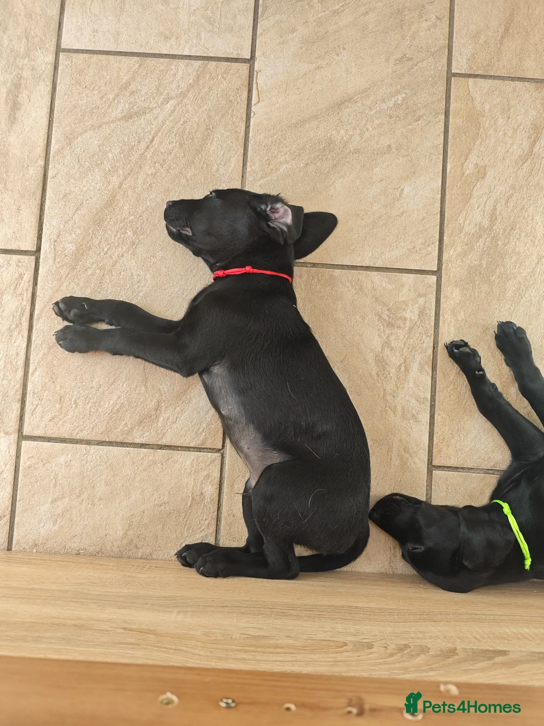 Labrador Retriever dogs for sale: Exceptional Home Raised Labrador Puppies - Advert 1