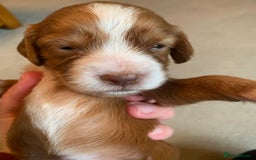 Cocker Spaniel dogs for sale: KC Reg Working Cocker Spaniel Puppies for Sale - Image 2