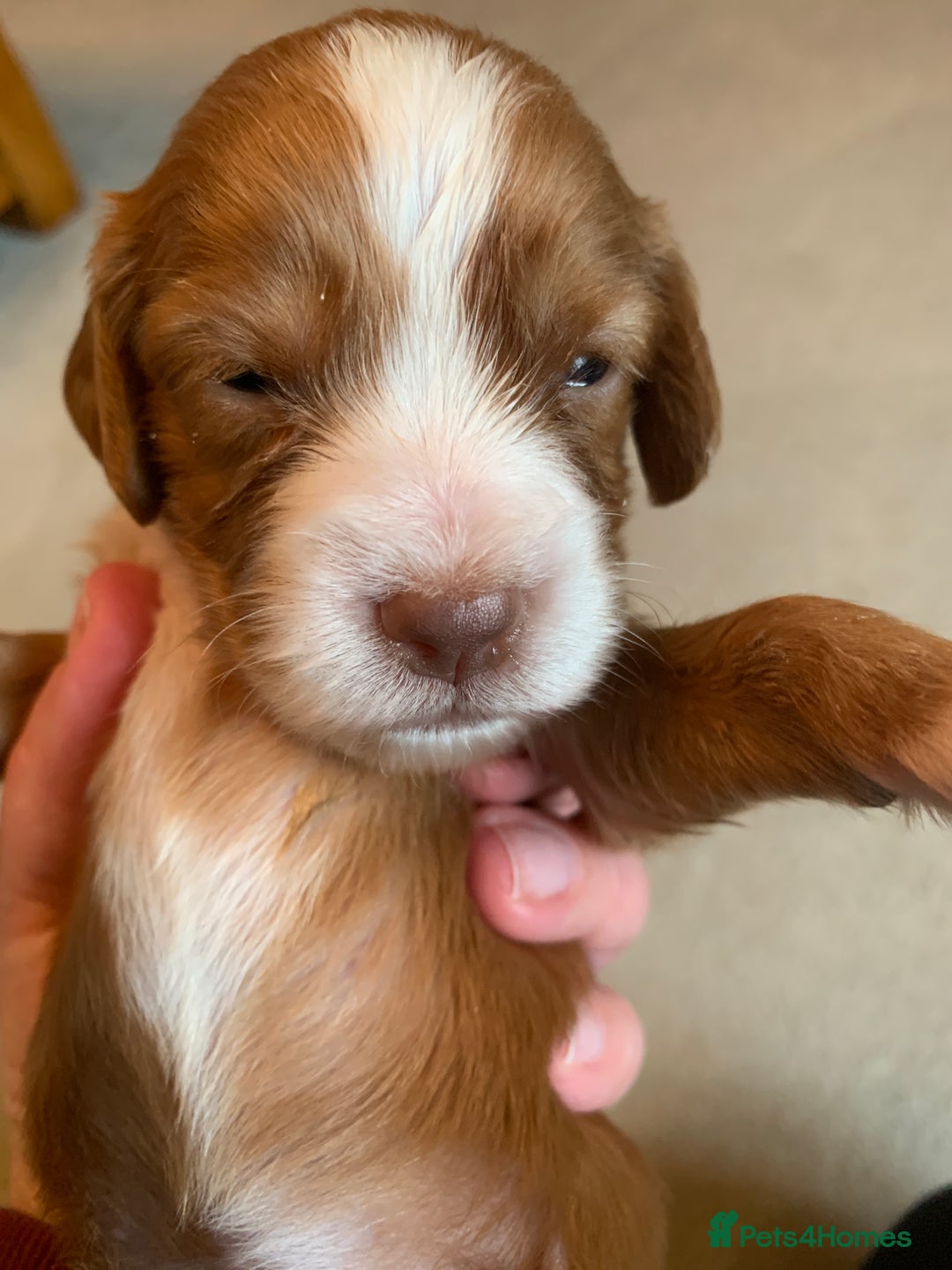 Cocker Spaniel dogs for sale: KC Reg Working Cocker Spaniel Puppies for Sale - Image 2