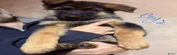 German Shepherd dogs for sale: GERMAN SHEPHERD PUPPIES in Bishop Auckland - Advert 3