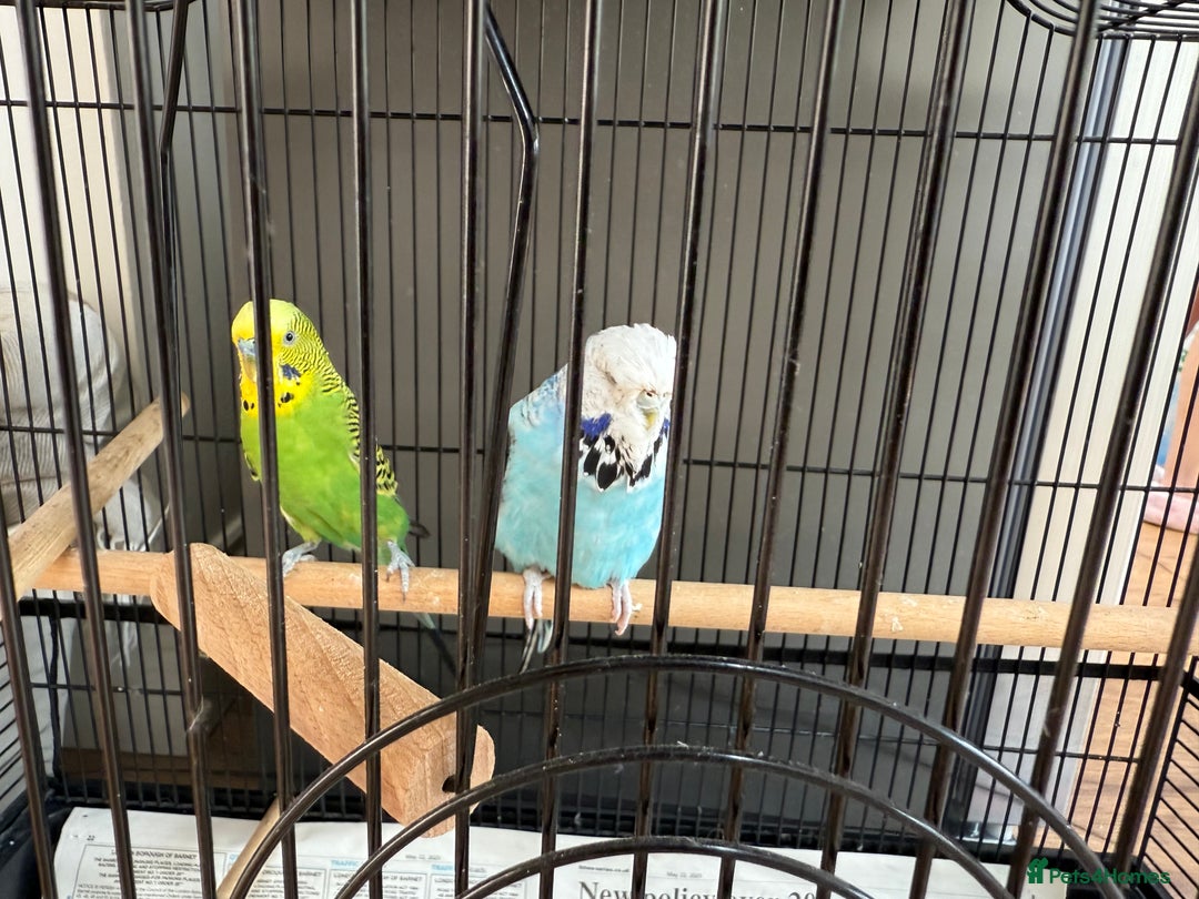 Budgerigars birds for sale: Budgie Pair - Image 4