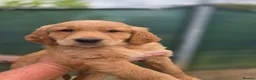 Golden Retriever dogs for sale: 🧡 Dark red working golden retriever pups 🧡 - Advert 4