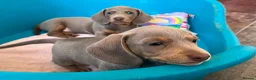 Miniature Dachshund dogs for sale: KC Reg Miniature Dachshund Puppies For Sale - Advert 30