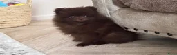 Pomeranian dogs for sale: CHAMPION LINES KC POMERANIAN PUPPIES  - Advert 4