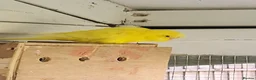 Budgerigars birds for sale: 9 x budgies to go together - Advert 4