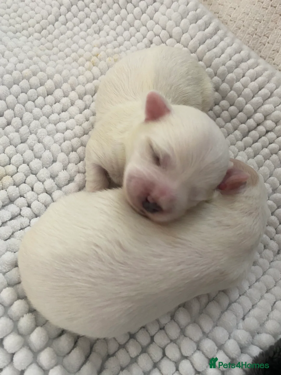 Coton De Tulear dogs for sale: Pure Coton de Tulear puppies  - Advert 11