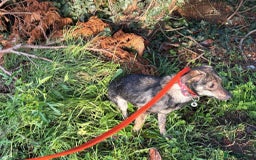 Mixed Breed dogs for adoption: Minnie - Hingham Norfolk  - Advert 12