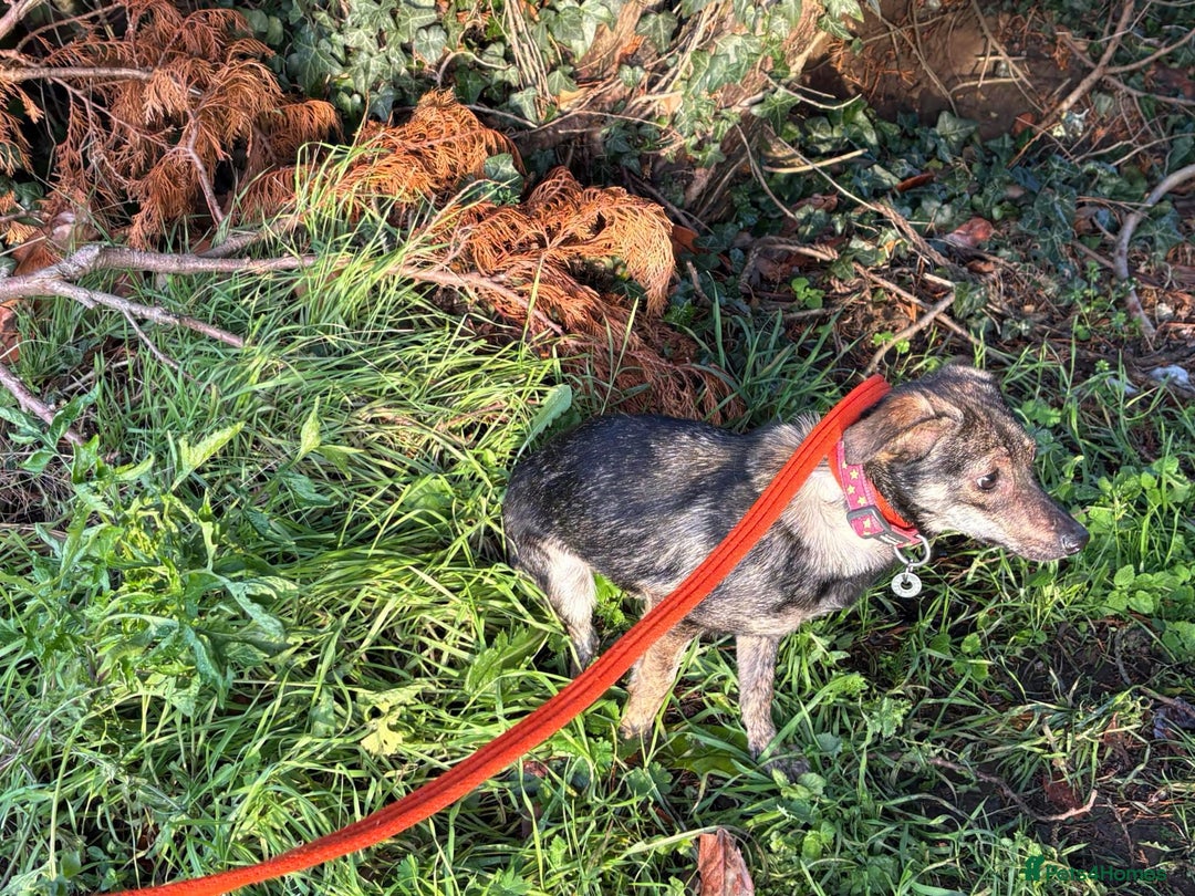 Mixed Breed dogs for adoption: Minnie - Hingham Norfolk  - Advert 12