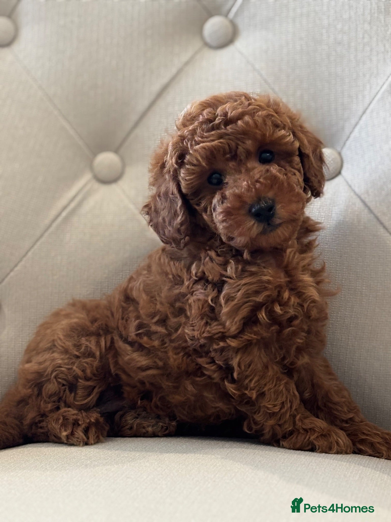 Toy Poodle dogs Toy poodle  - Advert 17