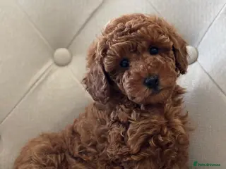 Toy Poodle dogs Toy poodle - Advert 5