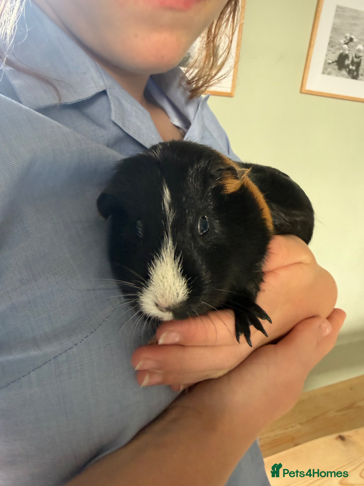 Guinea Pig rodents for sale: Guinea Pig in Maidstone - Advert 3