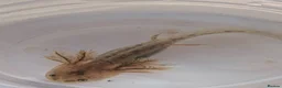 Axolotl reptiles for sale: Beautiful clutch of baby hypo Axolotls  - Advert 7