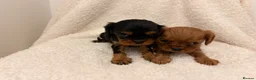Cavalier King Charles Spaniel dogs for sale: 🐾 KC Registered King Charles cavalier  Puppies 🐾 - Advert 3