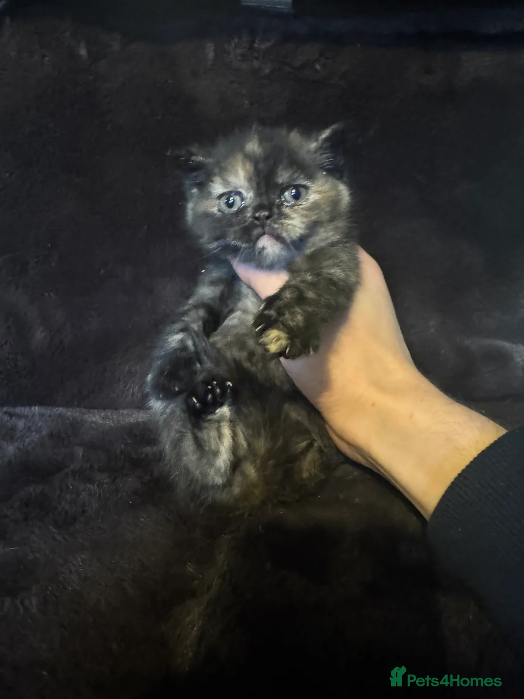 British Shorthair cats for sale: Tica reg BSH kittens  - Advert 2