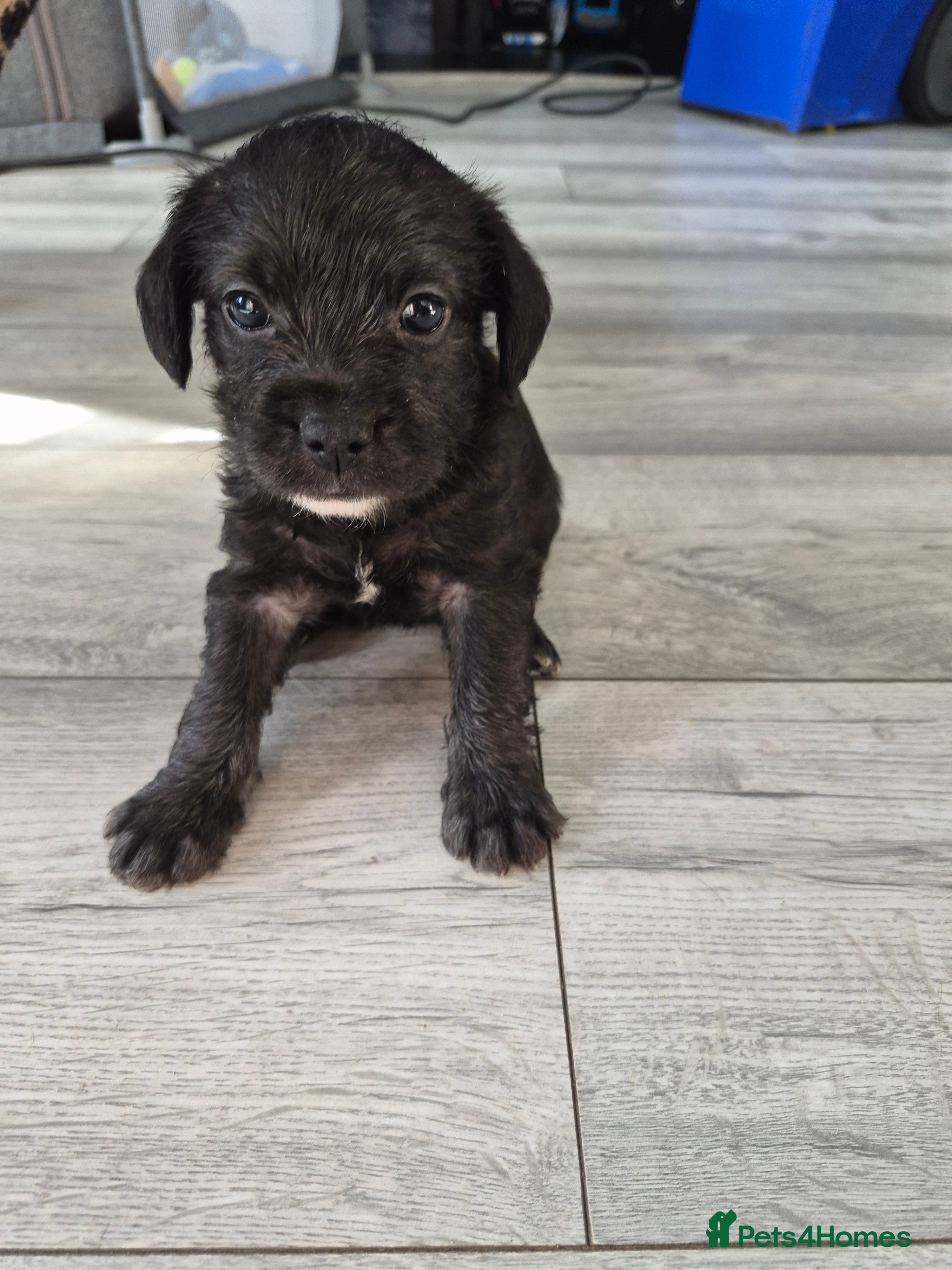 Mixed Breed dogs French bulldog x cockapoo - Advert 2