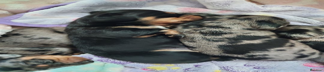 Miniature Dachshund Puppy 1