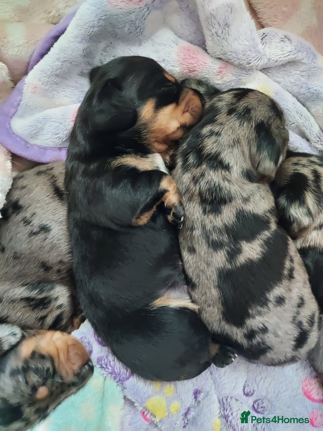 Miniature Dachshund dogs for sale: Miniature Dachshund - Image 1