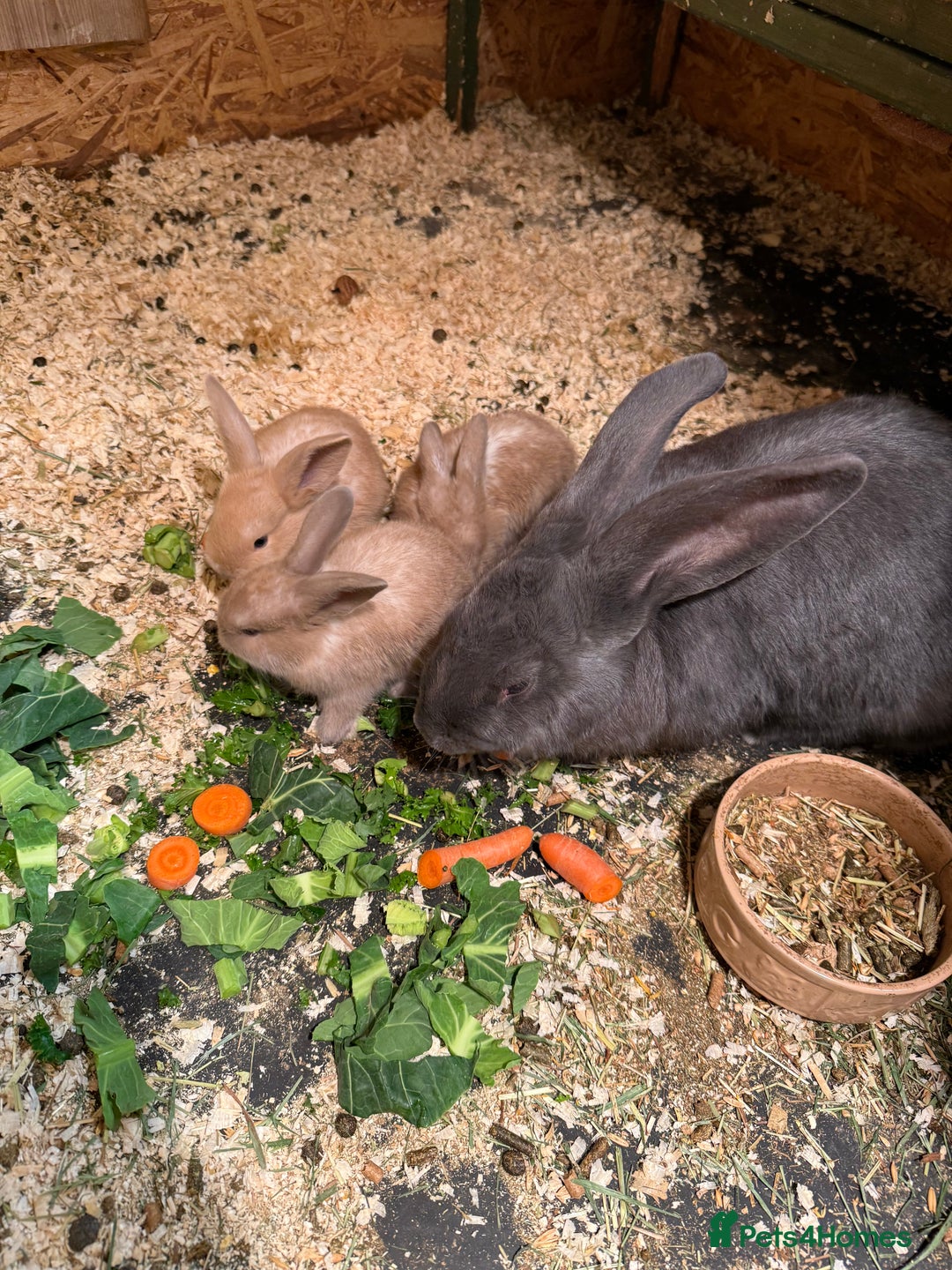 Continental Giant rabbits for sale: Beautiful well handled giant breed baby rabbits - Advert 4