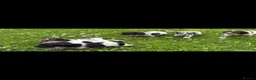 Cocker Spaniel dogs for sale: Cocker spaniel puppies in Llanelli - Advert 3