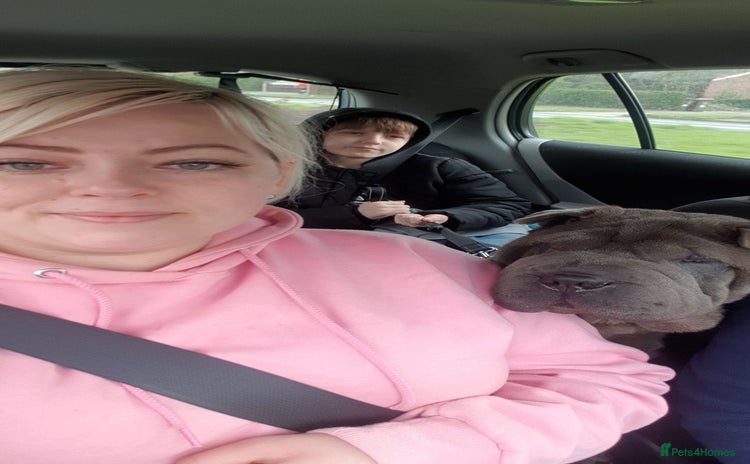 Shar Pei dogs - Advert 4