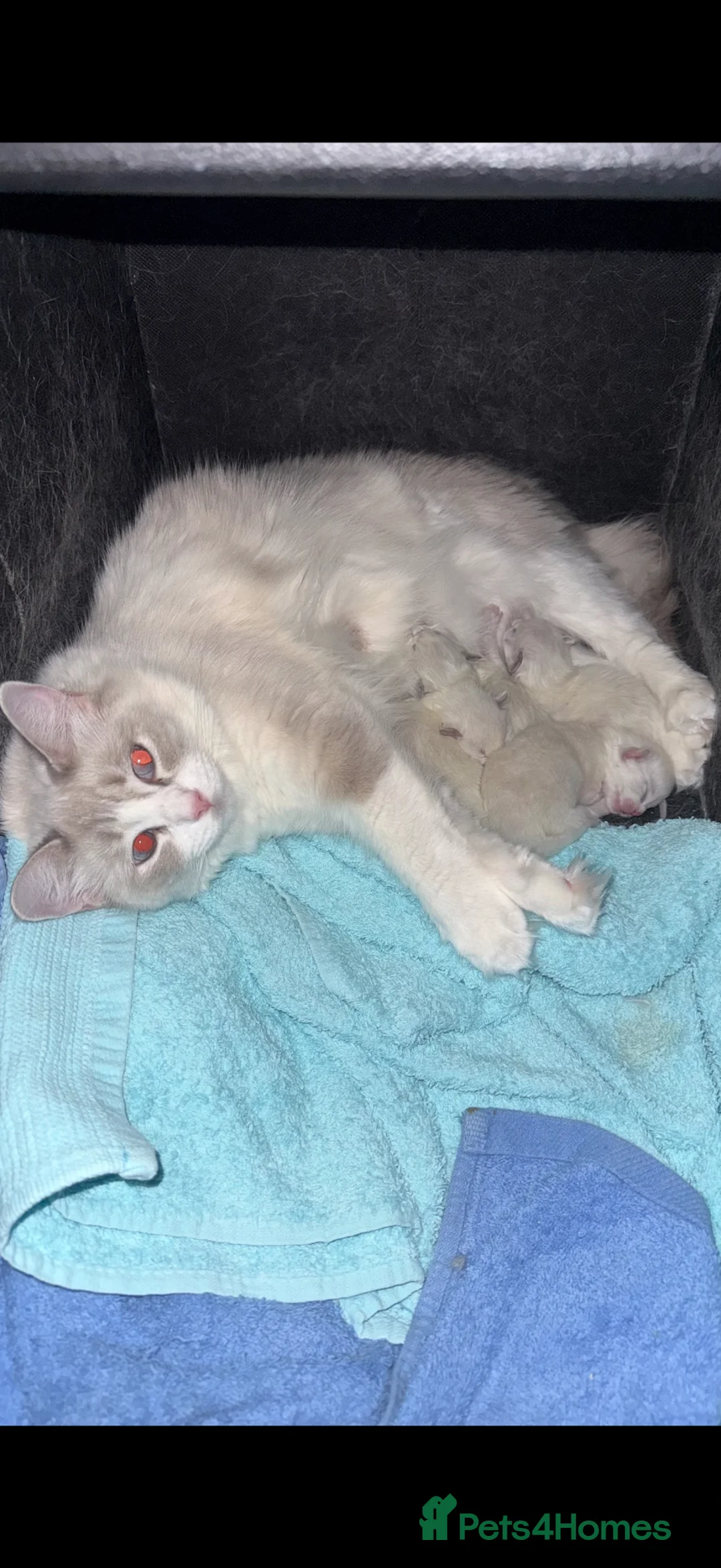 Ragdoll cats for sale: 3 male ragdolls and 1 female  in Doncaster - Advert 2
