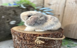 Mini Lop rabbits for sale: ⭐️ FRIENDLY PUREBRED MINI LOP BUNNIES ⭐️ - Image 13