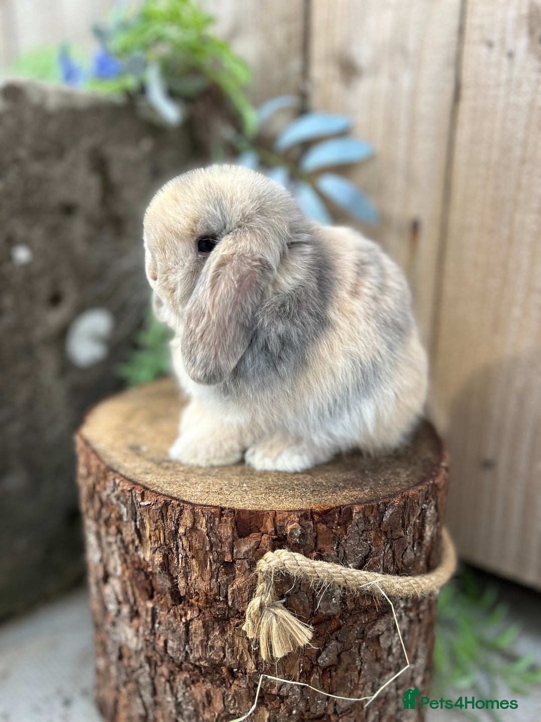 Mini Lop rabbits for sale: ⭐️ FRIENDLY PUREBRED MINI LOP BUNNIES ⭐️ - Image 13
