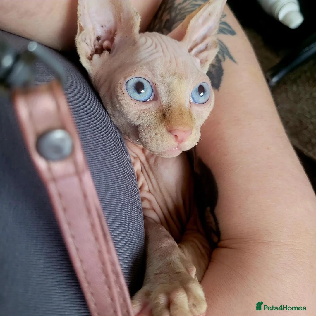 Sphynx cats for sale: Spynx male cat  - Advert 2