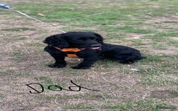 Cocker Spaniel dogs for sale: 9 beautiful cocker spaniel puppies - Image 11