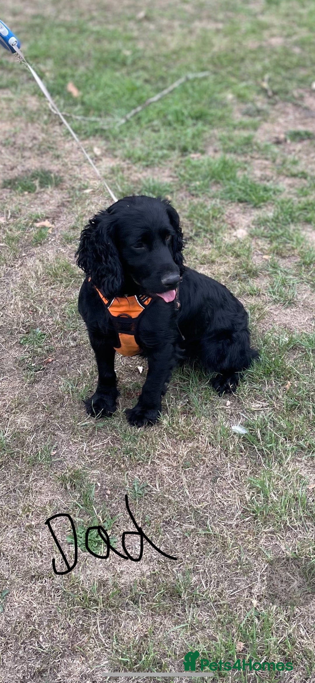 Cocker Spaniel dogs for sale: 9 beautiful cocker spaniel puppies - Image 11