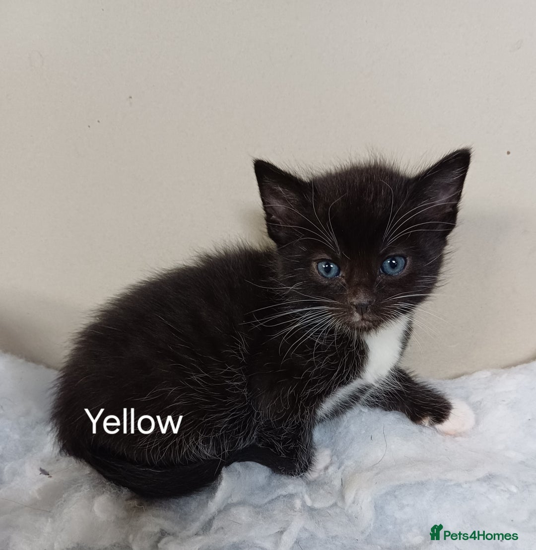 Mixed Breed cats for sale: 🐾 Adorable Black & White Kittens  🐾 - Image 2