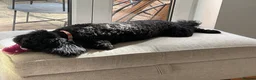 Cockapoo dogs for sale: Archie in Northampton - Advert 3