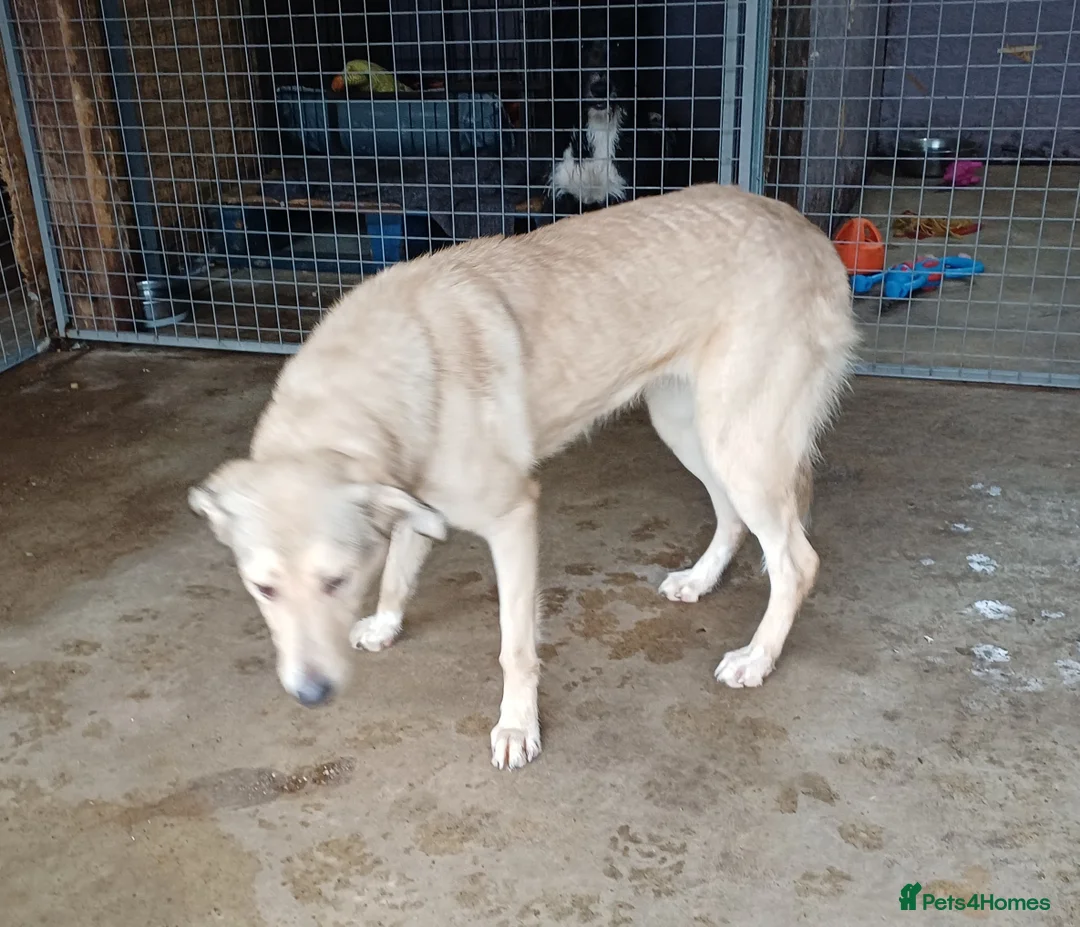 Mixed Breed dogs for adoption: 🐾 CANDY 🍯 A Gentle Soul Learning to Trust Again - Advert 4