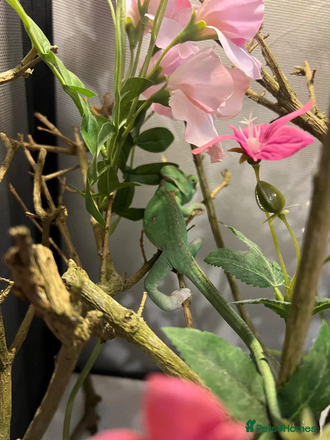 Chameleon reptiles for sale: Veiled chameleon with setup - Advert 7