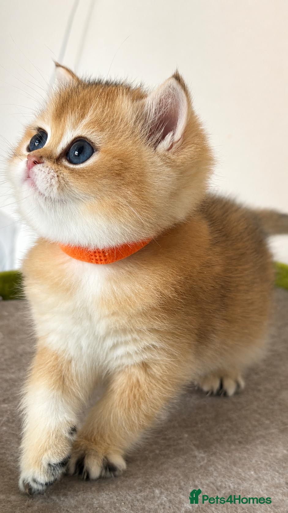 British Shorthair cats Exception quality,Champion bloodlines GCCF/TICA  - Advert 7