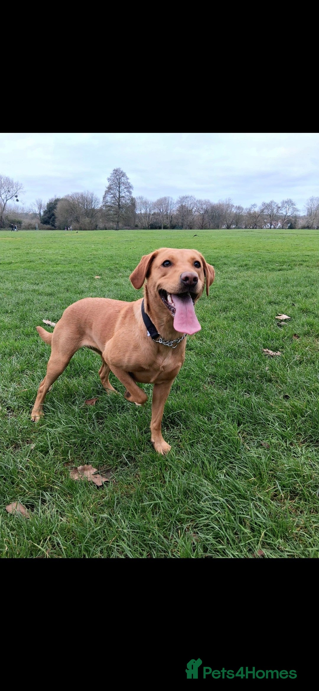 Labrador Retriever dogs Labrador Retriever Puppies Due Mid‑Apri - Advert 2