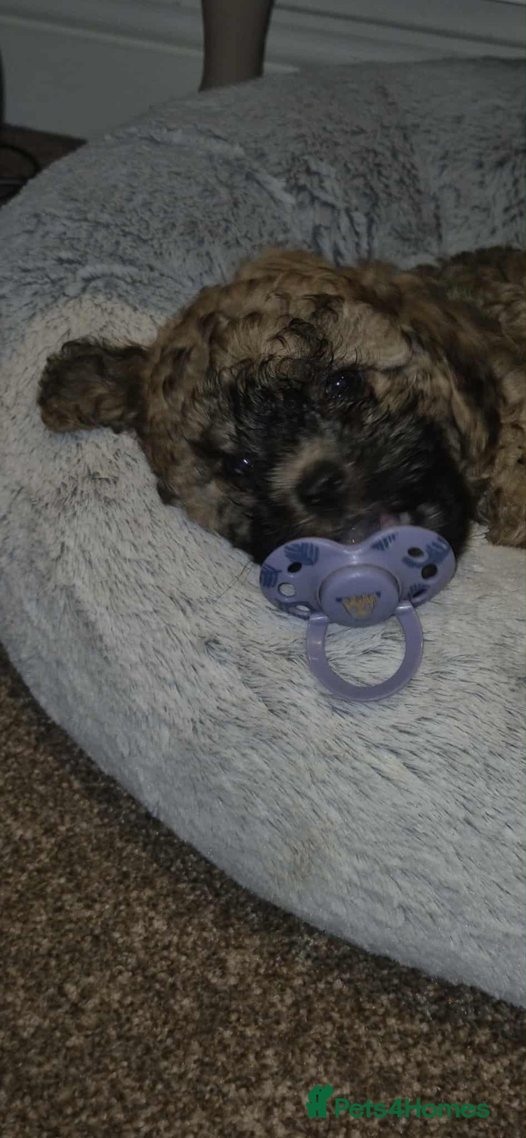 Shihpoo dogs for sale: TEDDYBEAR SHIHPOO PUPPY READY FOR HIS FOREVER HOME - Image 5