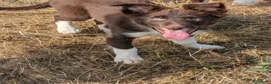 Border Collie 1