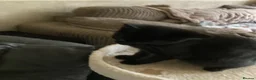 Scottish Fold cats for sale: Scottish folds for sale  - Advert 2