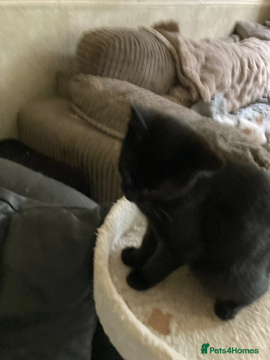 Scottish Fold cats for sale: Scottish folds for sale  - Advert 2