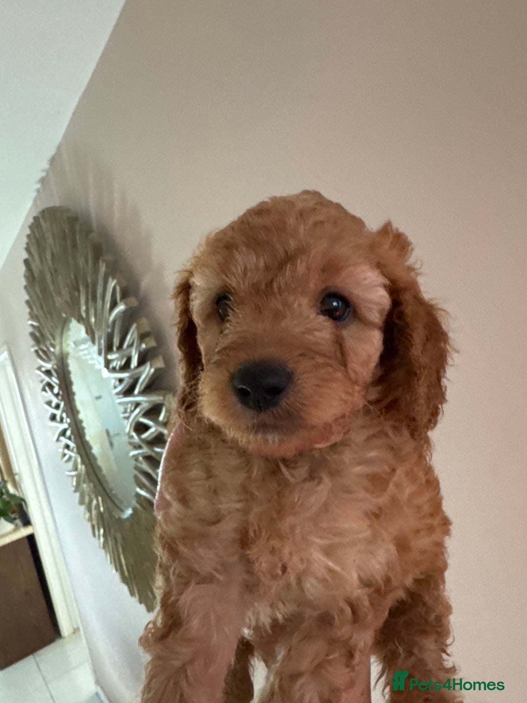 Cavapoo dogs for sale: Beautiful TOY Cavapoo puppies  - Image 10