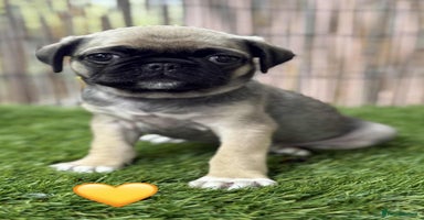 Pug dogs - Advert 11