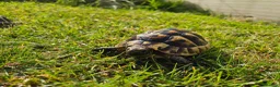 Hermann Tortoise reptiles for sale: Hermann Tortoise almost 3 years old (wildling) - Advert 11