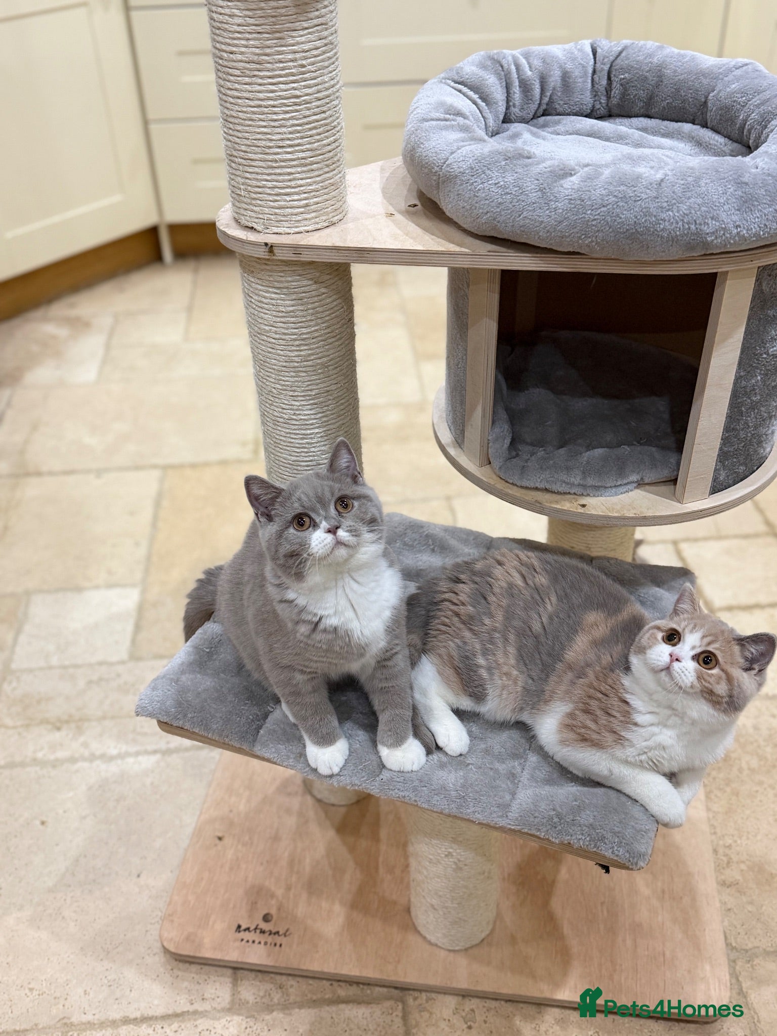 British Shorthair cats READY NOW - REGISTERED FULL PEDIGREE BSH FROM £750 - Advert 1
