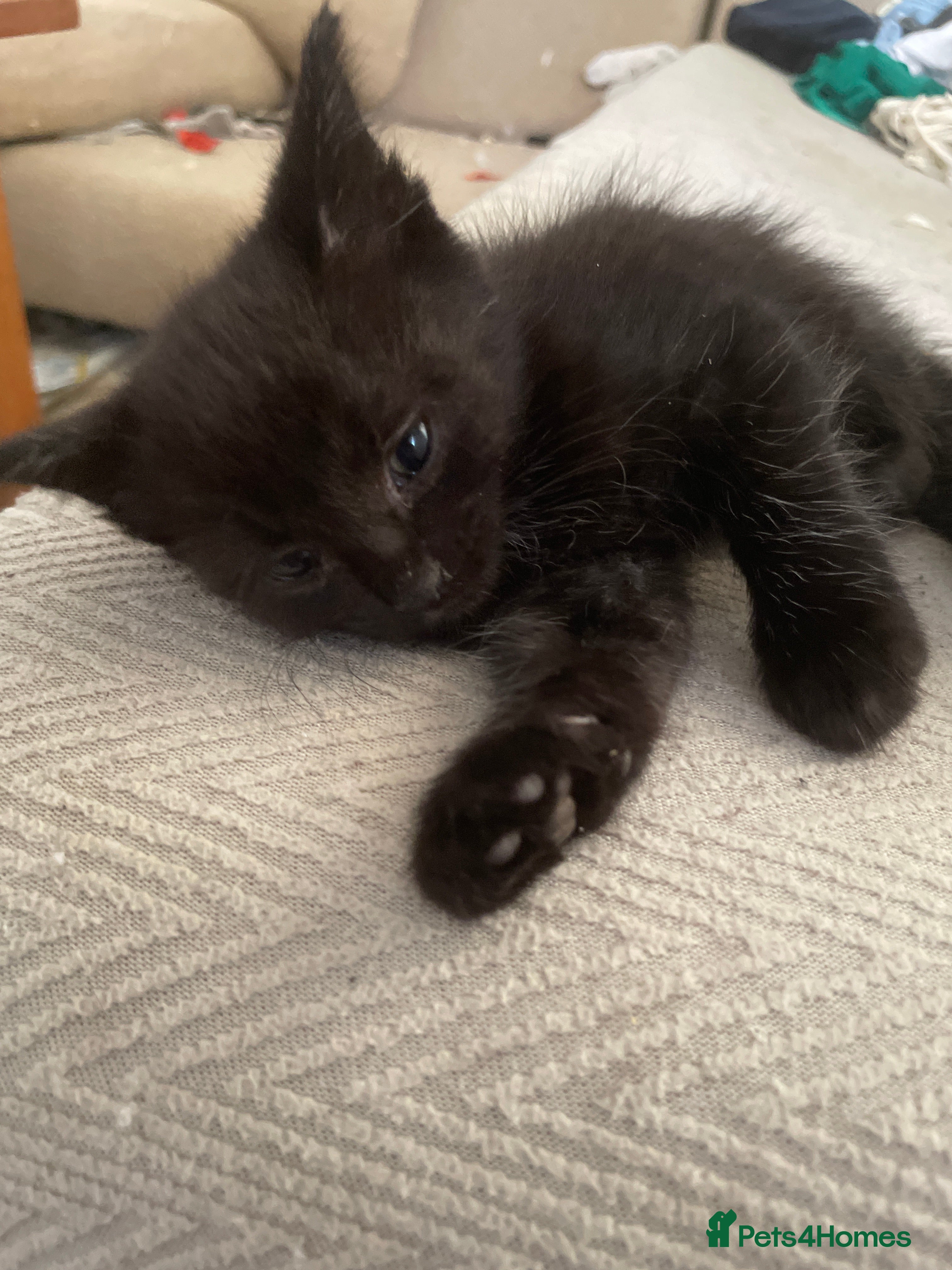 Mixed Breed cats Kittens - Advert 6