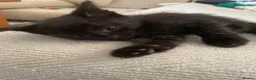 Mixed Breed cats for sale: Kittens - Advert 1