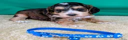 Cockapoo dogs for sale: Your Next Furry Family Member Awaits!  - Advert 7