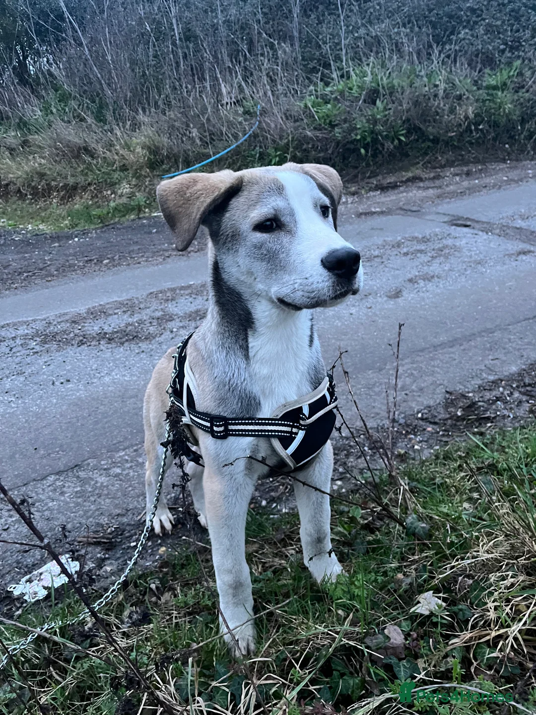 Turkish Kangal dogs for sale: Turkish kangal puppy  - Advert 1