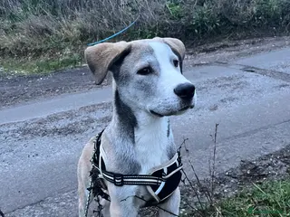 Turkish Kangal dogs Turkish kangal puppy - Advert 9
