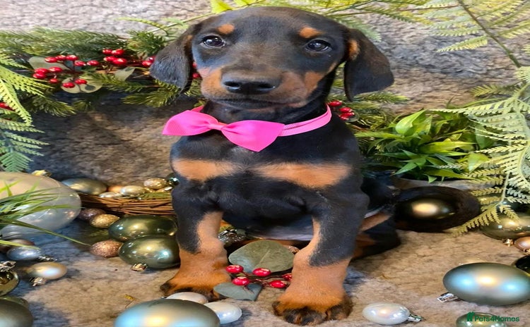 Dobermann dogs KC REGISTERED HEALTH TESTED EUROPEAN DOBERMAN PUPS - Advert 1